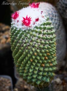 Vista del cactus Mammillaria polythele f. inermis (Mammillaria polythele cv. Stachellos)
