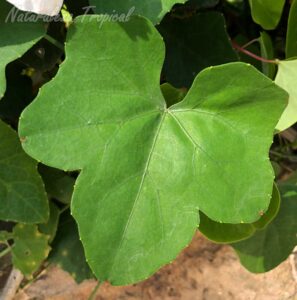 Hoja de la planta conocida como Pepinillo Cimarrón o Papasan, Coccinia grandis