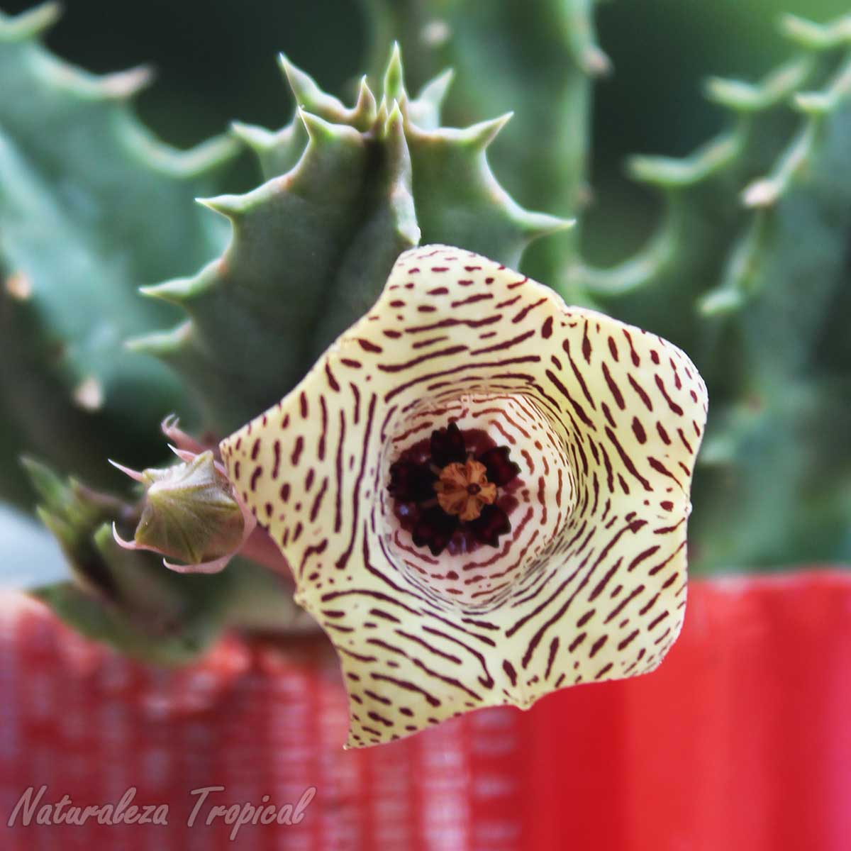 Flor y tallos de un genotipo de la planta suculenta Huernia thuretii