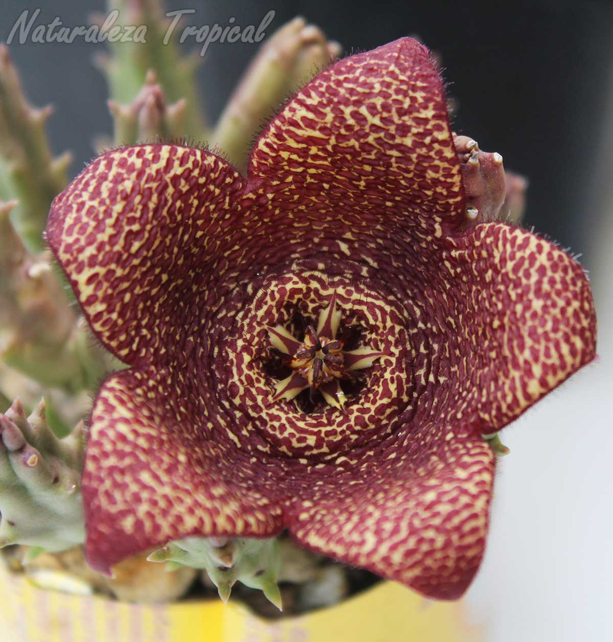 Vista central de la flor de la planta suculenta Stapelia x berlinensis