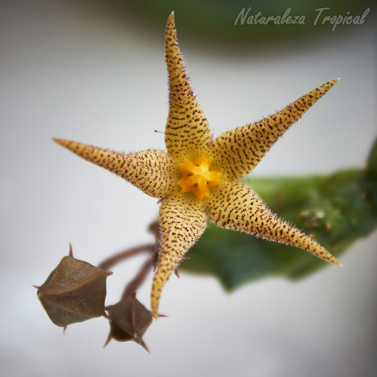 Flor característica de la planta suculenta híbrida Piaranthus 1064