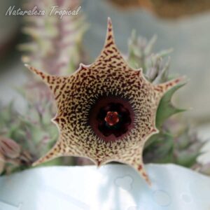 Flor característica de la planta suculenta Huernia ˡHabaneraˡ clon 6