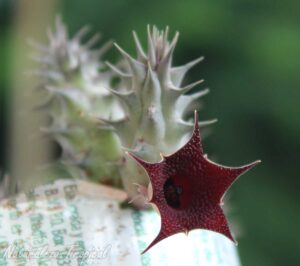 Vista de la flor y tallos de la planta suculenta Huernia ˡRed Spinesˡ