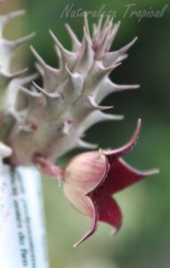 Vista lateral de la flor de la planta suculenta Huernia ˡRed Spinesˡ
