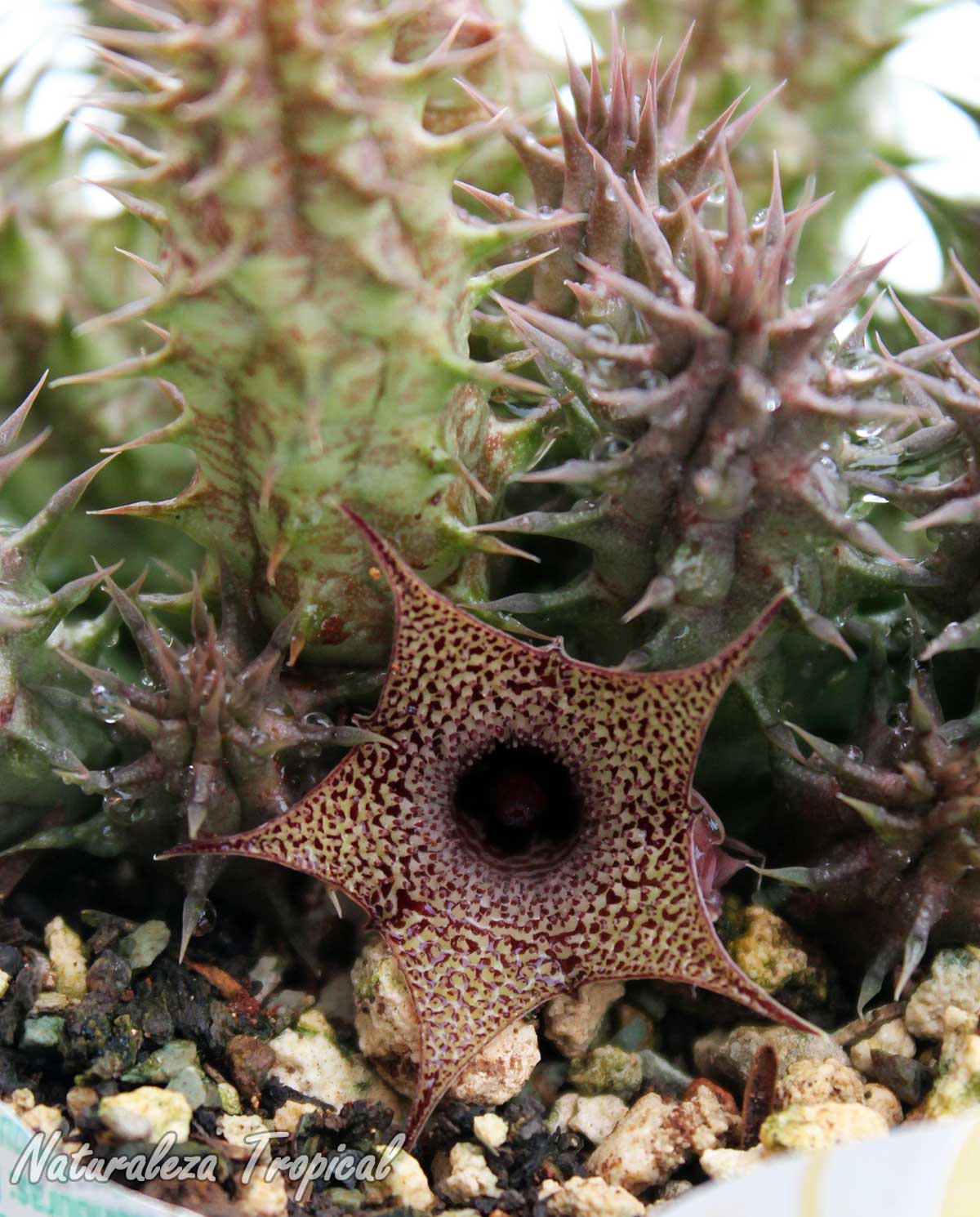 Vista de la flor y tallos de la planta suculenta híbrida Huernia ˡSusiˡ KMP 022