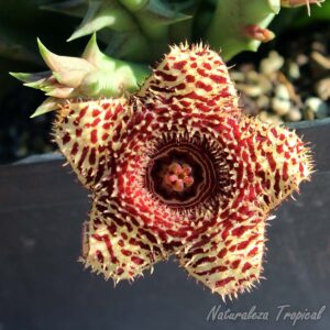 Vista central de la flor de la planta suculenta híbrida Huernia ˡSea Anemoneˡ