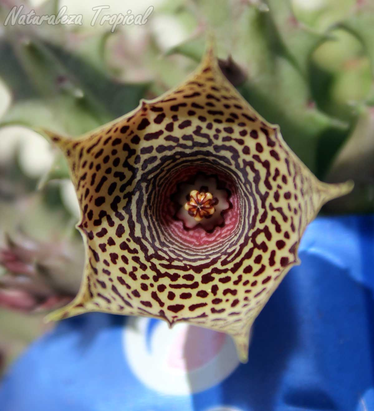 Vista de la flor de la planta suculenta híbrida Huernia ˡSophiaˡ KMP 020