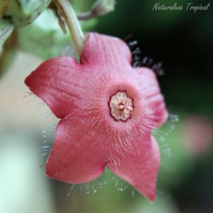 Flor característica de la planta suculenta híbrida x Huervalia ˡCuban Startˡ clon 1
