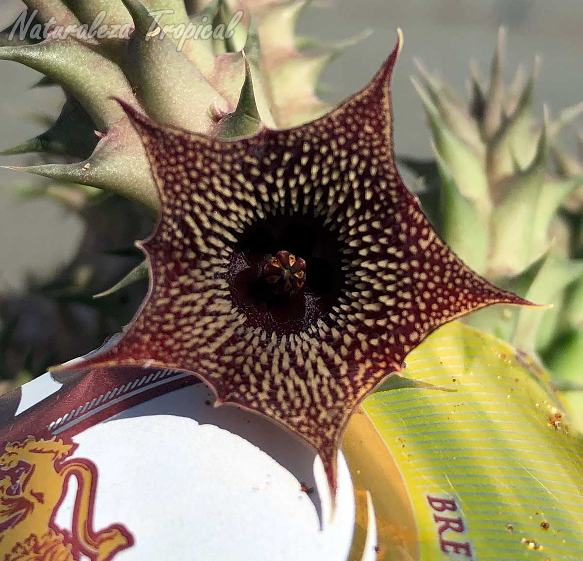 Flor de la planta suculenta híbrida Huernia ˡWhite Spinesˡ KMP 024