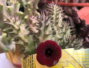 Tallos y flor de la planta suculenta híbrida Huernia ˡBlood Dropˡ KMP 023