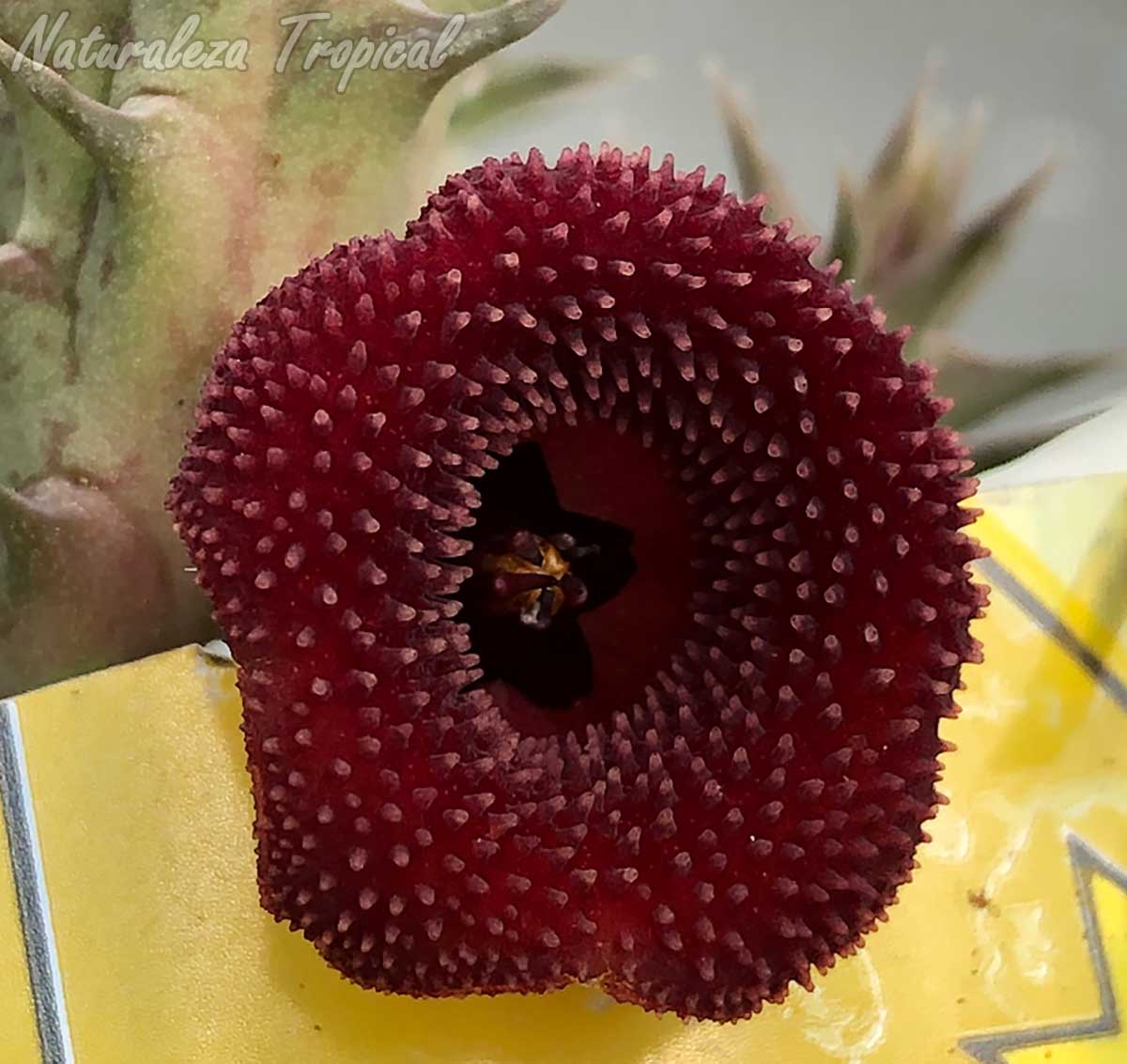 Vista de la flor de la planta suculenta híbrida Huernia ˡBlood Dropˡ KMP 023