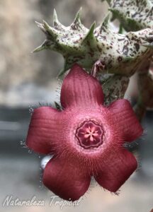 Vista de la flor y tallo característico de la planta suculenta x Huervalia ˡTiny Startˡ KMP 029