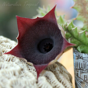 Vista de la flor no desplegada de la suculenta Huernia ˡ Black Bell ˡ clon 1 KMP 035