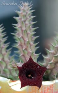 Vista del tallo y flor de la planta suculenta Huernia ˡRed Spinesˡ clon 1 KMP 018