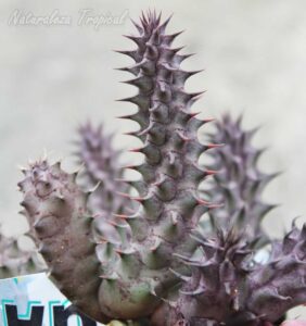 Tallos de la planta suculenta Huernia ˡRed Spinesˡ clon 3 KMP 033