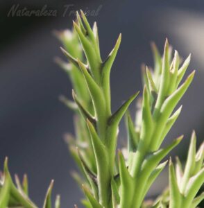 Tallos de la planta suculenta Orbea halipedicola