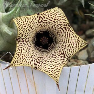 Vista de la flor característica de la planta suculenta Huernia ˡ Prickly Sun ˡ KMP 039