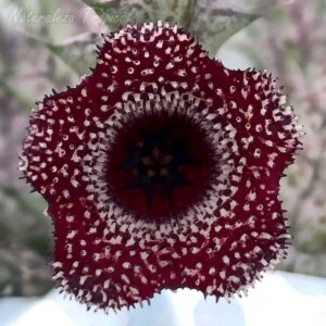 Vista central de la flor de la planta suculenta x Huernianthus ˡ Cuban Bell ˡ clon 2 KMP 037