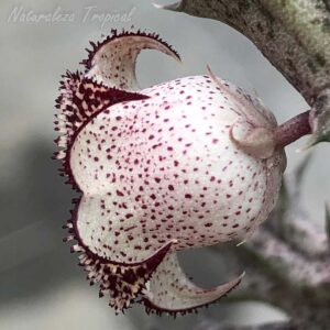 Vista lateral de la flor de la planta suculenta x Huernianthus ˡ Cuban Bell ˡ clon 2 KMP 037