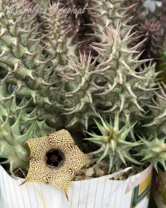 Tallos y flor de la planta suculenta Huernia ˡ Prickly Sun ˡ KMP 039
