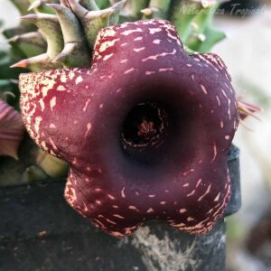 Flor de la planta suculenta Huernia ˡ Aylen ˡ KMP 045. Vista central