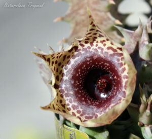 Vista de la flor de la planta suculenta Huernia ˡ Big Habanera ˡ clon 3 KMP 044