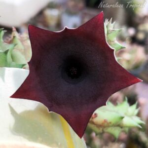 Vista de la flor característica de la planta suculenta Huernia ˡ Black Bell ˡ clon 3 KMP 043