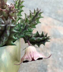 Tallos y disposición natural de la flor de la planta suculenta Huernia ˡ Black Bell ˡ clon 3 KMP 043