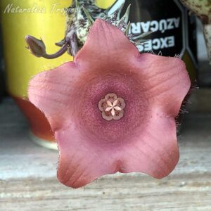 Otra fotografía de la flor de la planta suculenta x Huervalia ˡ Cuban Start ˡ clon 5 KMP 047