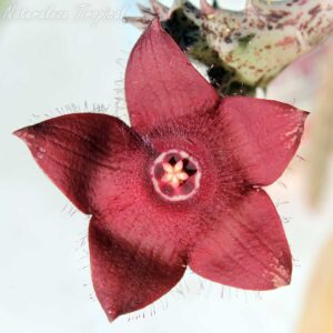Flor característica de la planta suculenta x Huervalia ˡ Red Wine ˡ KMP 046
