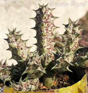 Vista de los tallos de la planta suculenta x Huervalia ˡ Cuban Start ˡ clon 8 KMP 052