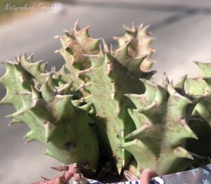 Vista de los tallos de la planta suculenta Huernia ˡ Big Habanera ˡ clon 5 KMP 055