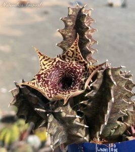Tallos y flor de la planta suculenta Huernia ᴵ Big Habaneraᴵ clon 7 KMP 064