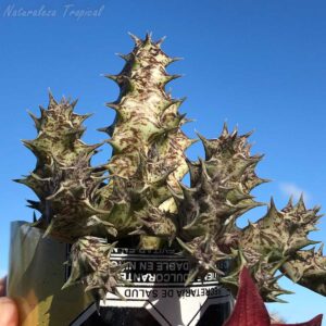Vista de los tallos de la planta suculenta x Huervalia ᴵ Cuban Start ᴵ clon 12 KMP 062