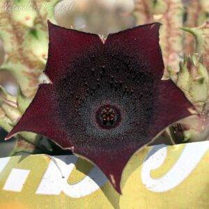 Vista central de la flor de la planta suculenta Huernia ᴵ Dark Hole ᴵ KMP 066