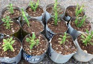 Trasplante de plantas suculentas en latas recicladas para crecimiento