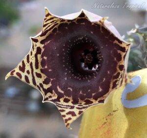 Vista de la flor de la planta suculenta Huernia ᴵ Big Habanera ᴵ clon 9 KMP 086
