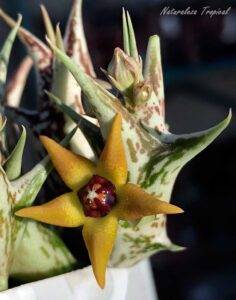 Flores y tallos de la planta Angolluma (Orbea) gemugofana