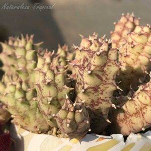 Flor y tallos de la planta suculenta Huernia KMP 126